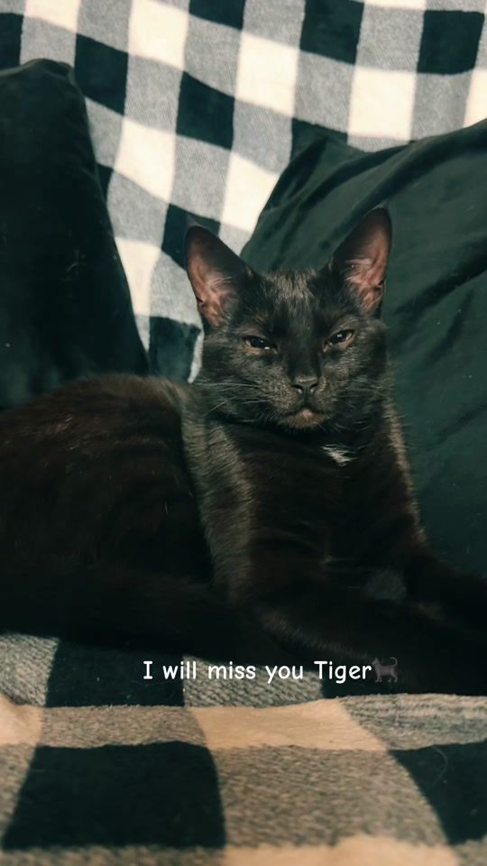 TikTok video thumbnail by tiger.bc807