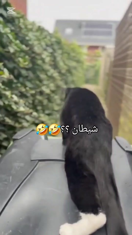 TikTok video thumbnail by diimaa85
