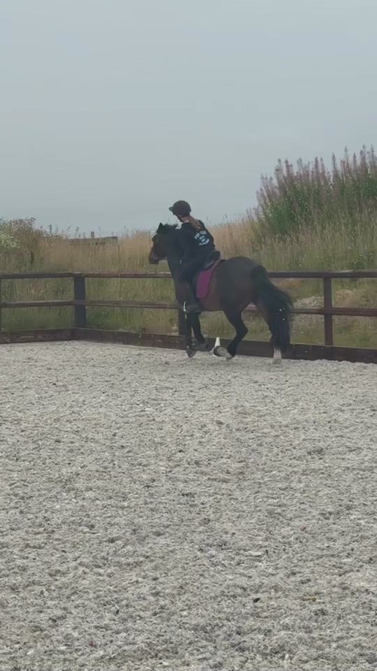 TikTok video thumbnail by ala_kram.showjumping