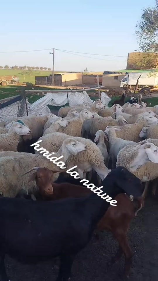 TikTok video thumbnail by hmida.lanature