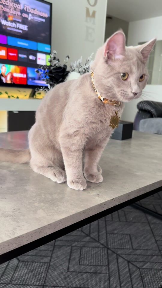TikTok video thumbnail by george_mmeow