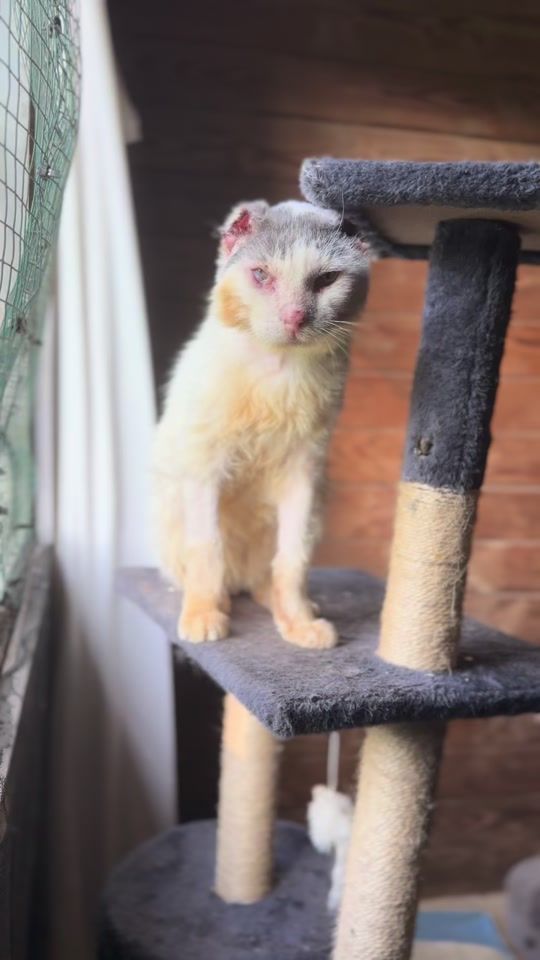 TikTok video thumbnail by cibouetcompagnie
