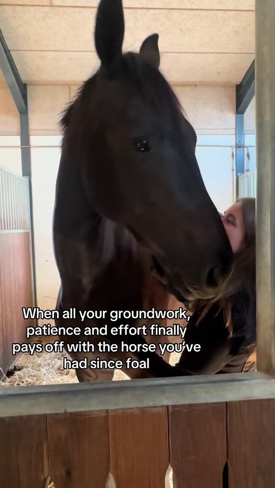 TikTok video thumbnail by e.iequestrian