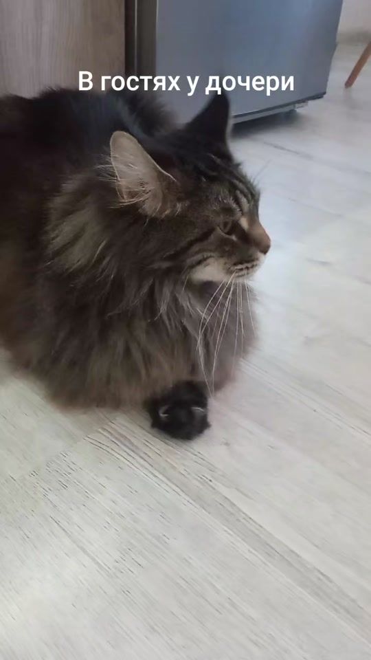 TikTok video thumbnail by user5033370306850