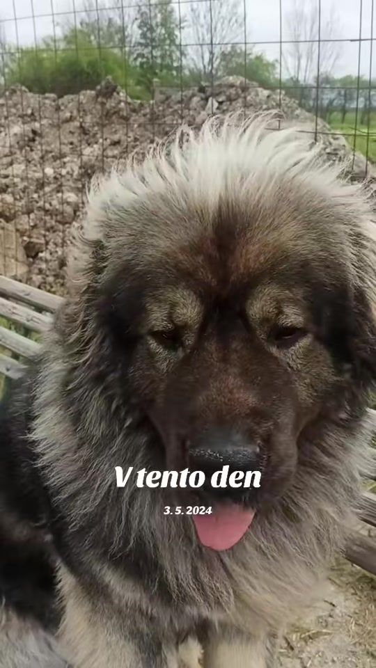 TikTok video thumbnail by brutus_prada_