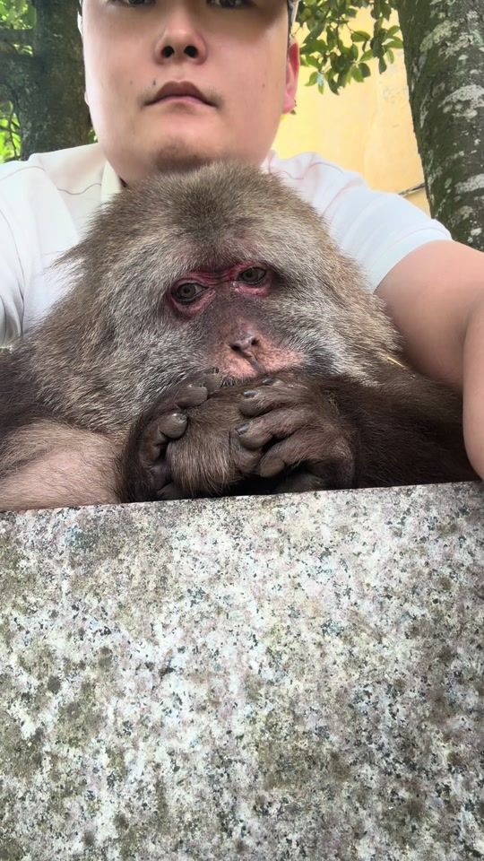 TikTok video thumbnail by xingxing.themonkey