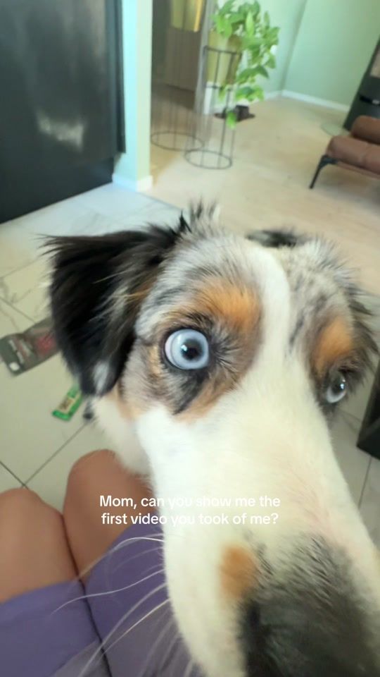 TikTok video thumbnail by kira_theminishepherd