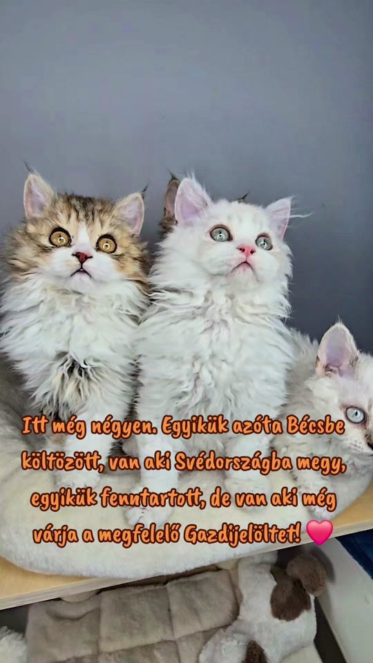TikTok video thumbnail by bluesapphirecats_tiktok