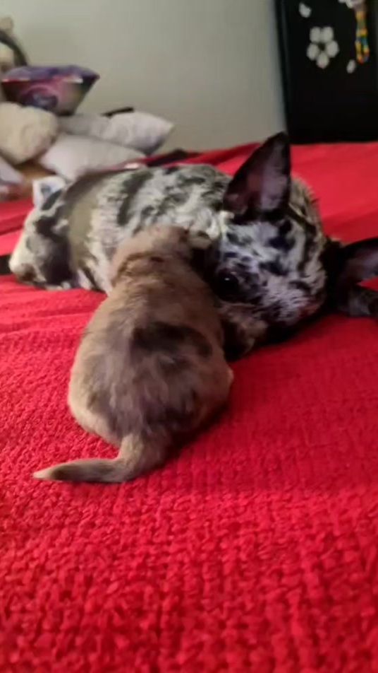 TikTok video thumbnail by cl3m67500