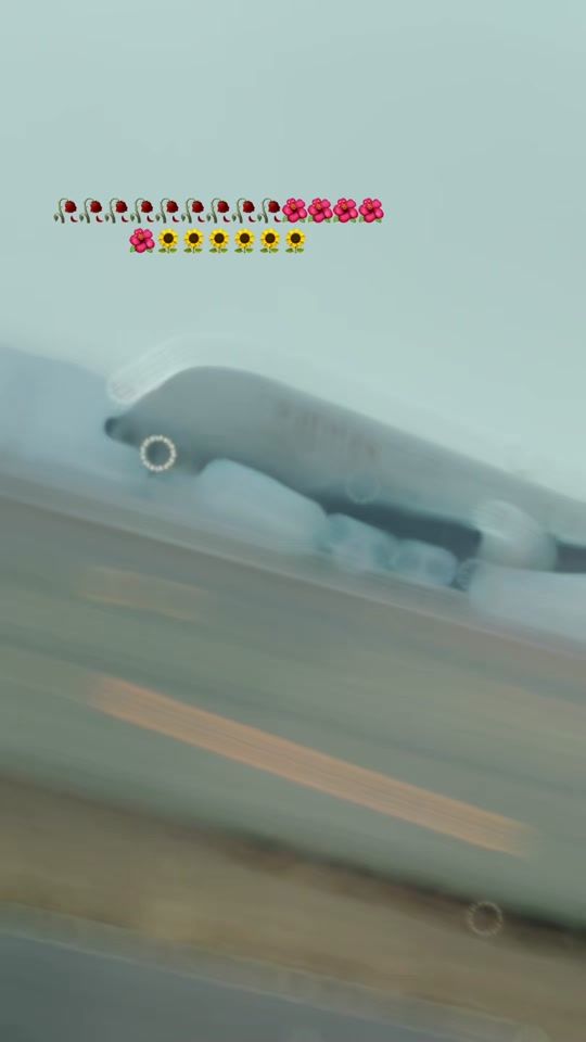 TikTok video thumbnail by flywithyourlovers