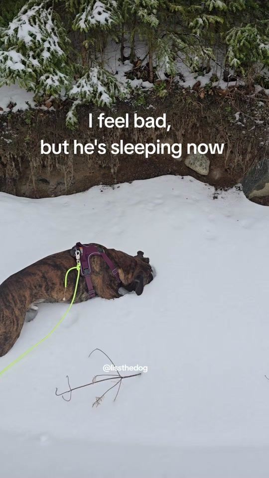 TikTok video thumbnail by lissthedog