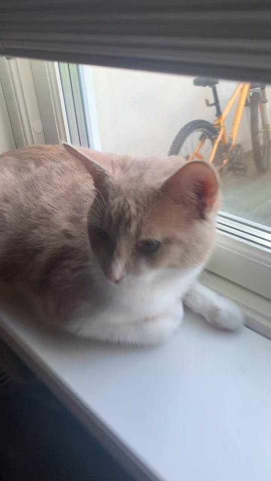 TikTok video thumbnail by ali.catlover68