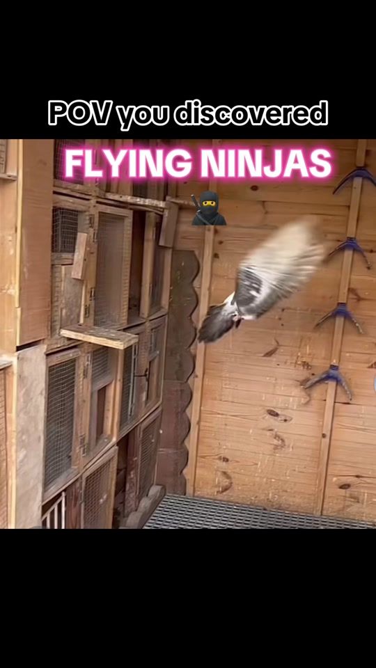 TikTok video thumbnail by hull_pigeons