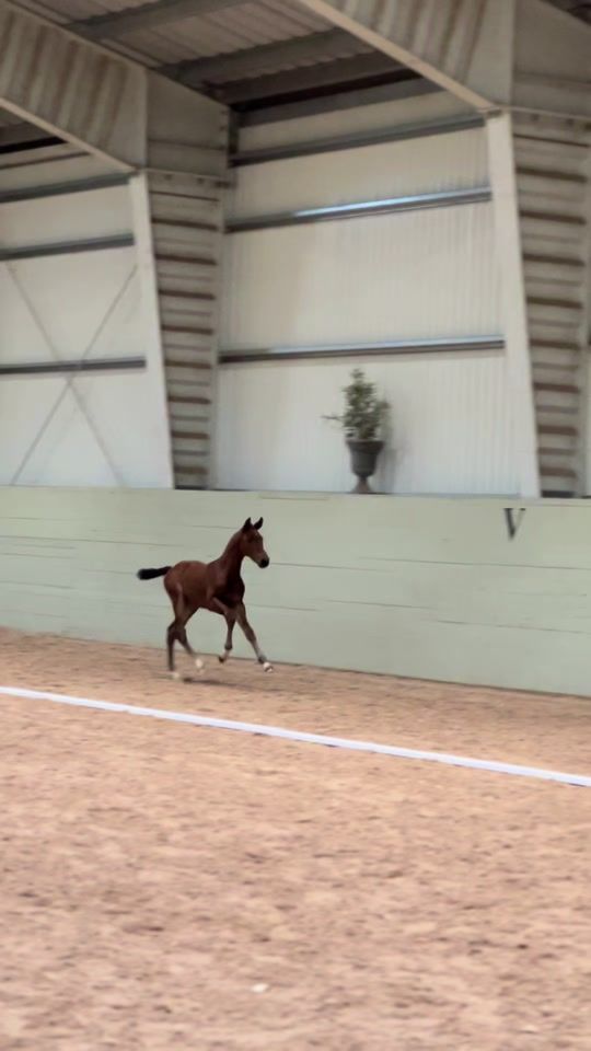 TikTok video thumbnail by emmybergh