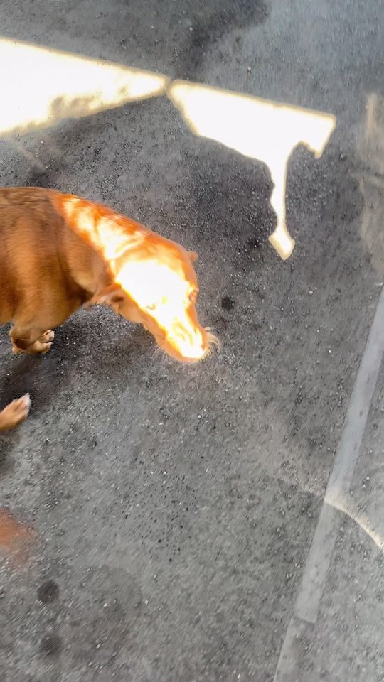 TikTok video thumbnail by rubydootheredlab