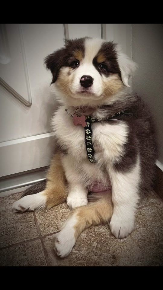 TikTok video thumbnail by _gosi_niki_