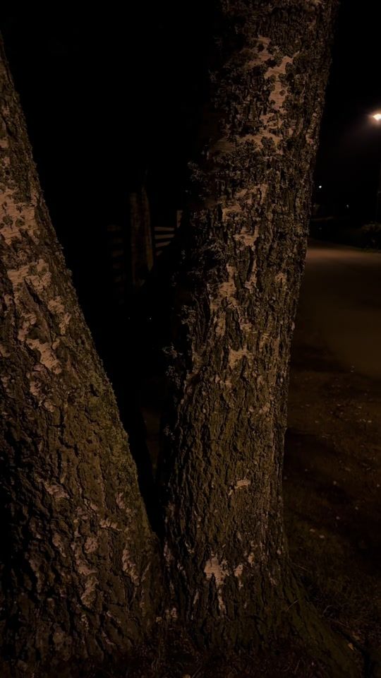 TikTok video thumbnail by freppappp
