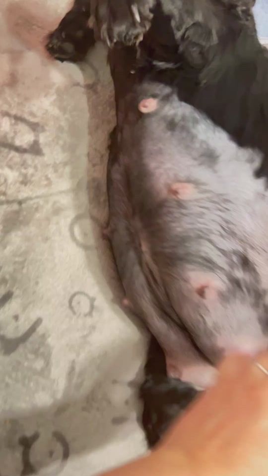 TikTok video thumbnail by loscantautore