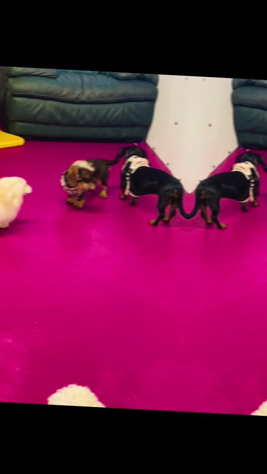 TikTok video thumbnail by cloudk9daycare