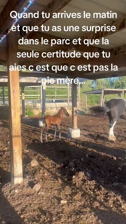 TikTok video thumbnail by ce.sauvecanne