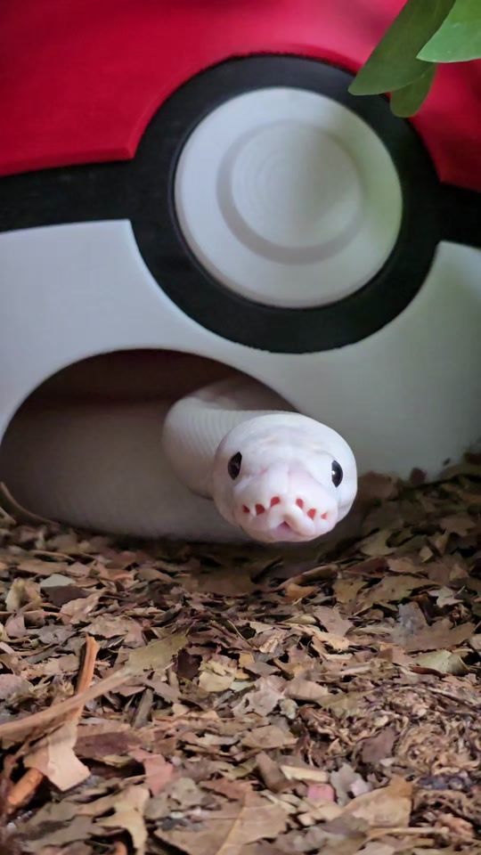 TikTok video thumbnail by marshmallow.the.python