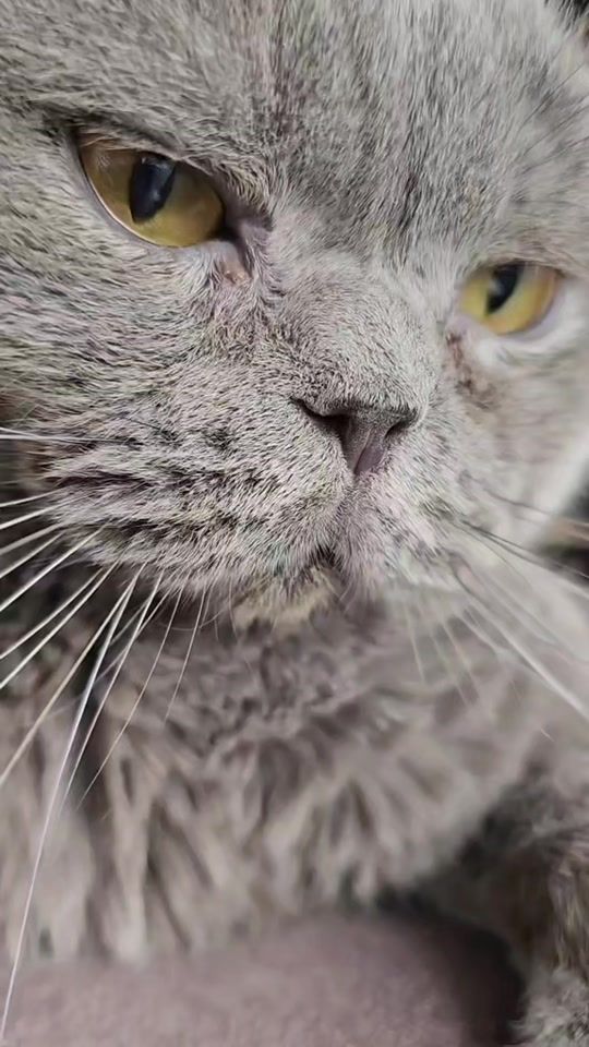 TikTok video thumbnail by scottyth3cat