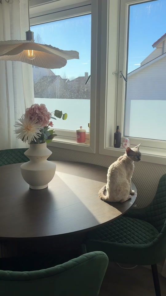 TikTok video thumbnail by sinajorgensen