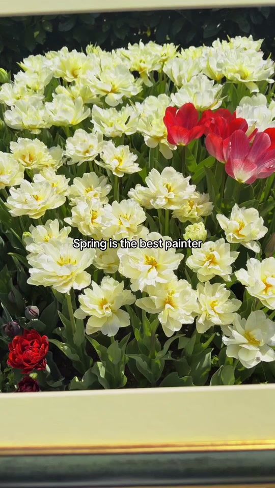 TikTok video thumbnail by naturaldesign.ro