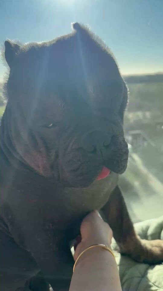 TikTok video thumbnail by e.t.hippobully