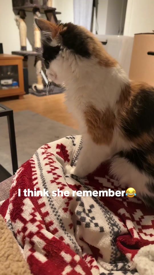 TikTok video thumbnail by frkmalin5