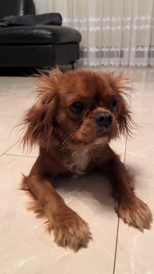 TikTok video thumbnail by cavaliernami