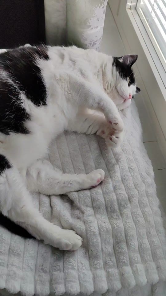 TikTok video thumbnail by kentsukoo
