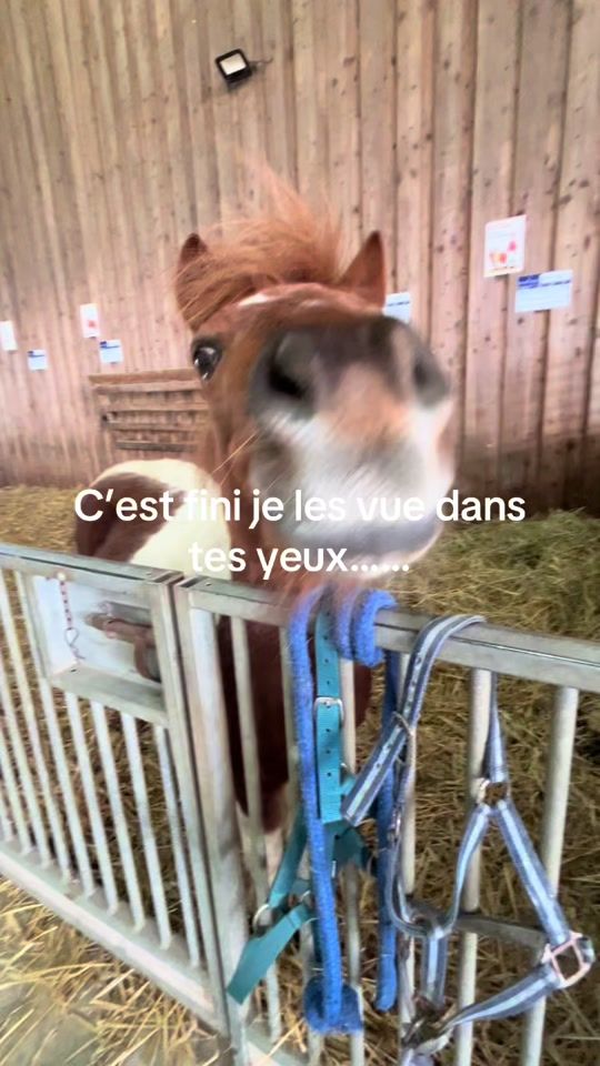 TikTok video thumbnail by elisa_drache12