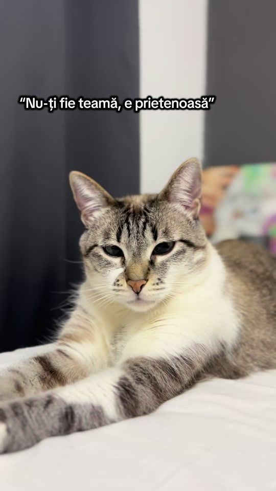 TikTok video thumbnail by pabli_littlecat