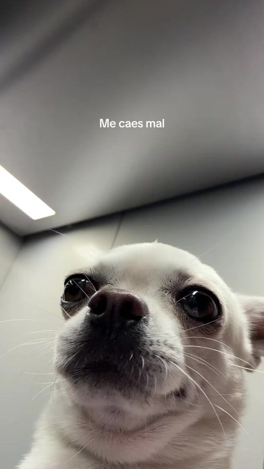 TikTok video thumbnail by stewie.ls