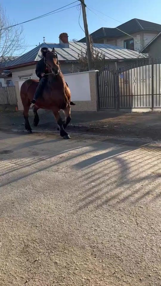 TikTok video thumbnail by armando_costache