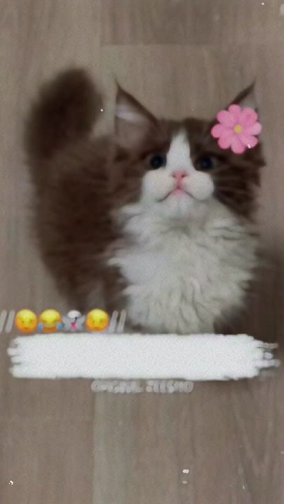 TikTok video thumbnail by original_zeesho