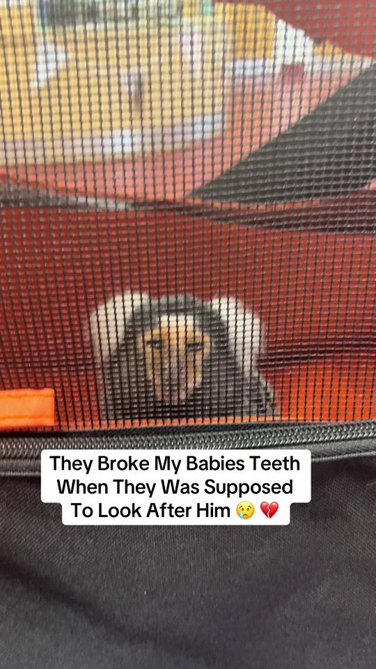 TikTok video thumbnail by wildandfree_birdman
