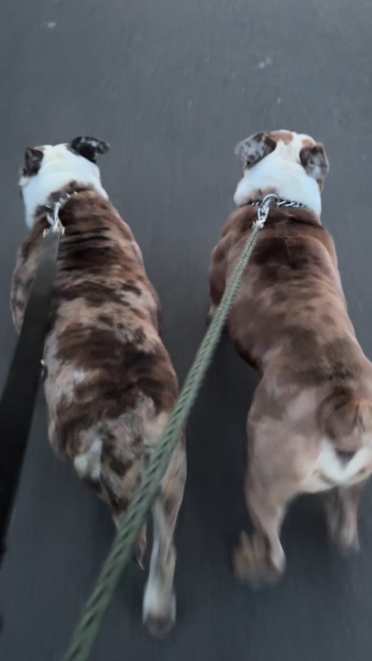 TikTok video thumbnail by bullbreed_central