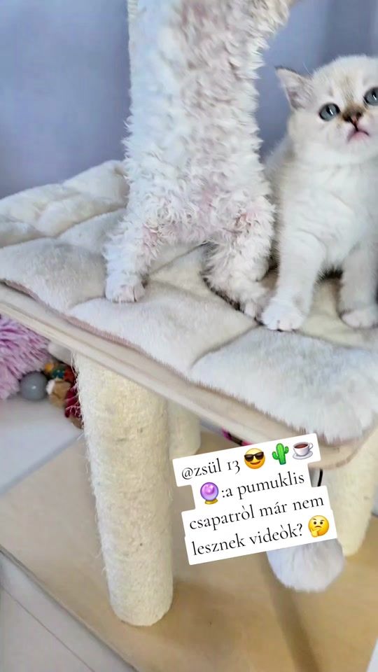 TikTok video thumbnail by bluesapphirecats_tiktok