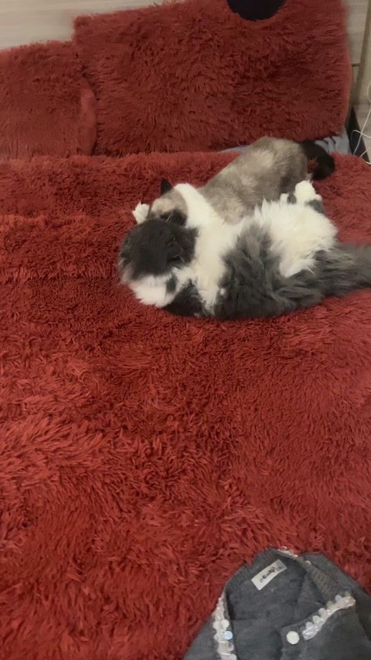 TikTok video thumbnail by haifatoop