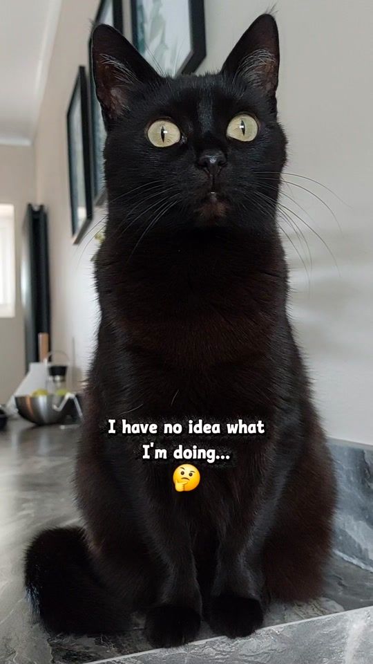 TikTok video thumbnail by kitty.theduchess