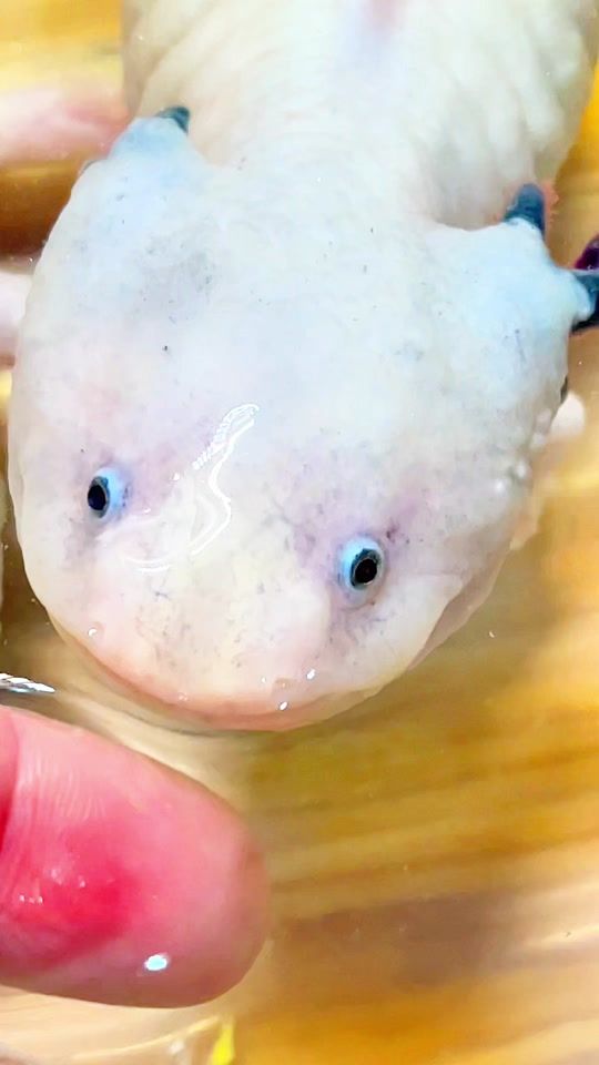 TikTok video thumbnail by animal__lifeee