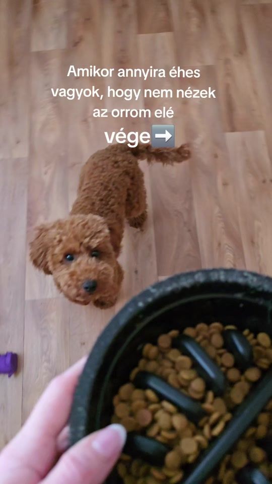 TikTok video thumbnail by docsa_cat