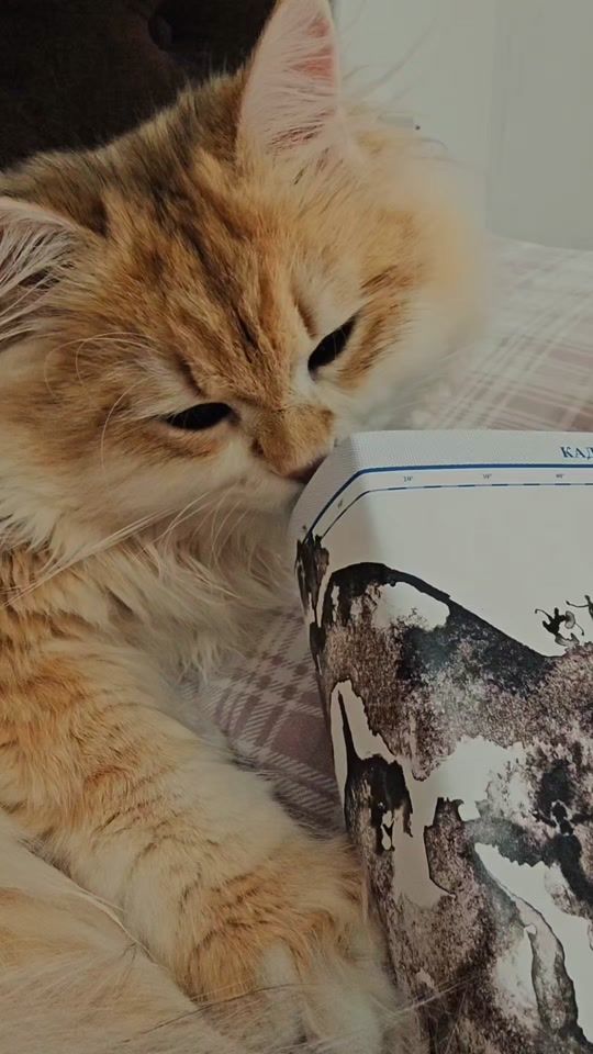 TikTok video thumbnail by pelusito_leo