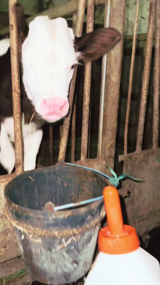 TikTok video thumbnail by barbosa_farm