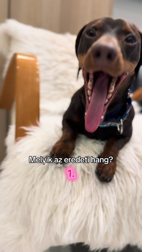 TikTok video thumbnail by link_tacsi