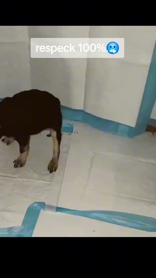 TikTok video thumbnail by rip.wenisv7