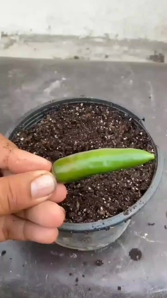 TikTok video thumbnail by magic_garden_vn