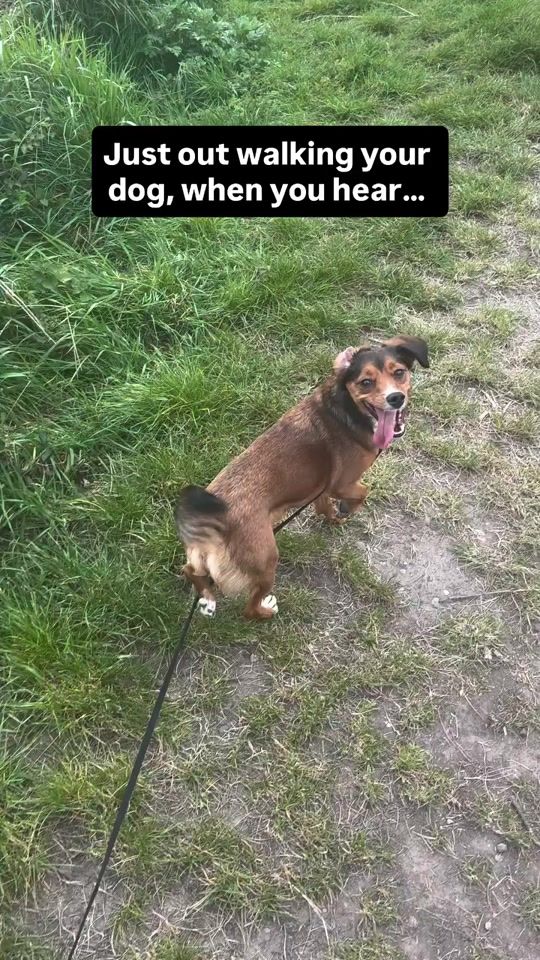TikTok video thumbnail by southenddogtraining1